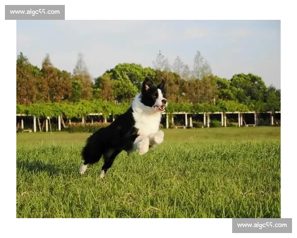 边牧赛场展现超凡智慧与敏捷,精彩瞬间不容错过